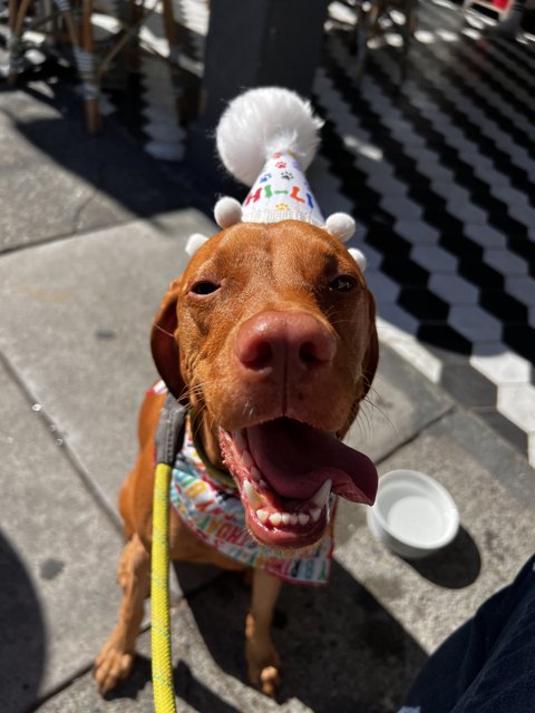 Happy Birthday Pupper!