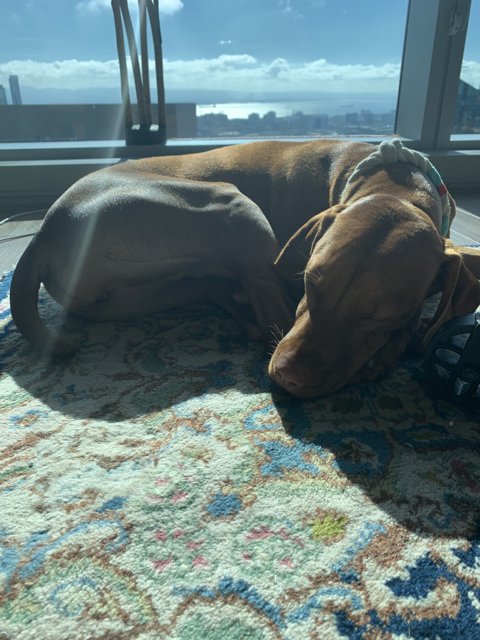 Basset Hound Napping by the Window