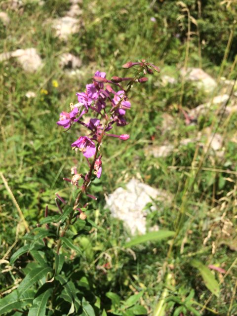 Purple Snapdragon Flower in the Grass