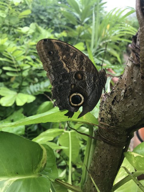 Brown Butterfly in the Jungle