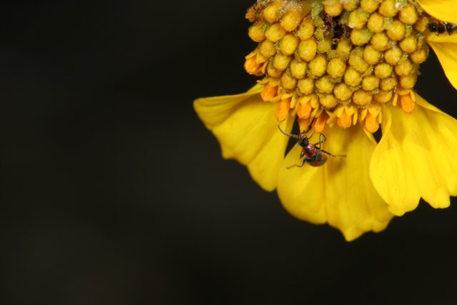 Bee Collecting Pollen from Daisy Flower