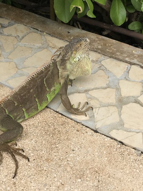Iguana lounging by the Walkway