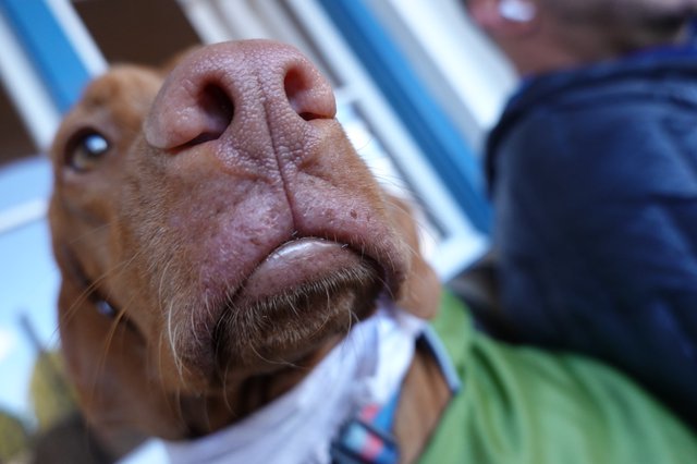 Close-up Portrait of Pig's Face and Snout