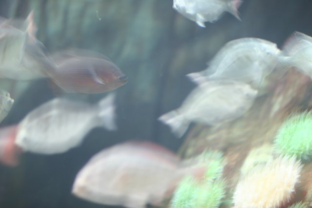Blurry Sea Life in Underwater Aquarium