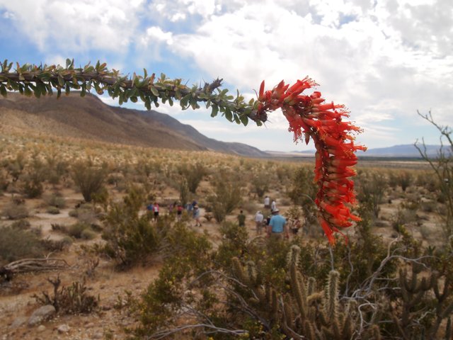 Red Flowered Cactus in the Wild