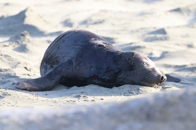 Elephant Seal Pup Resting on Sandy Beach