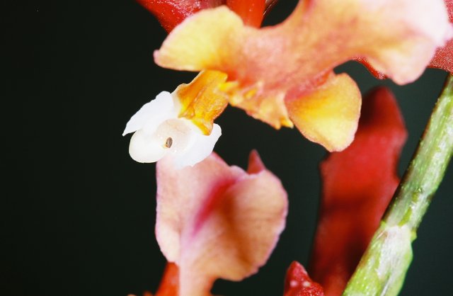 White-Centered Orchid Blossom
