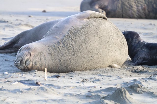 Elephant Seal Resting on Sandy Beach at Drakes Beach