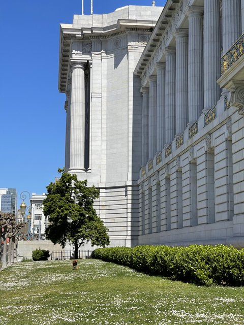 San Francisco City Hall and its Serene Surroundings