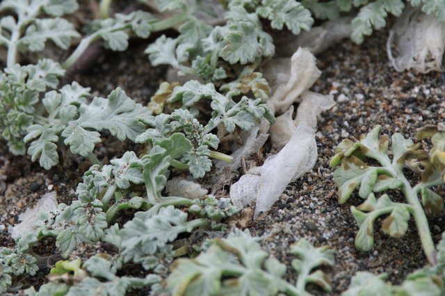 Silver-Leafed Coastal Plant Thrives in Sandy Habitat