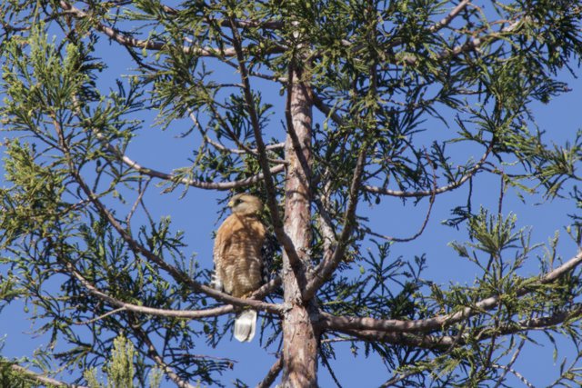 Majestic Woodland Sentinel