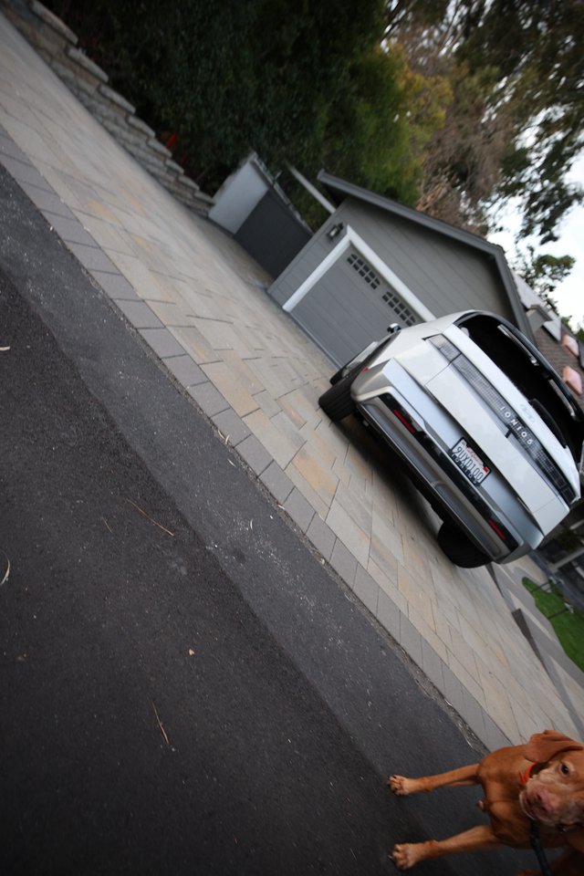 Brown Dog's Enthusiastic Wide-Angle Portrait on Suburban Driveway