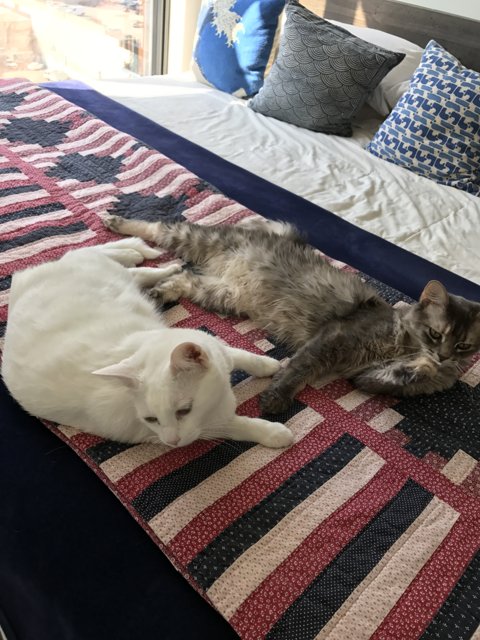 Two Feline Friends Relaxing in Home Decor Heaven