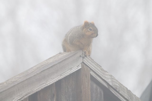 Red Squirrel Perched on Weathered Birdhouse in Fog