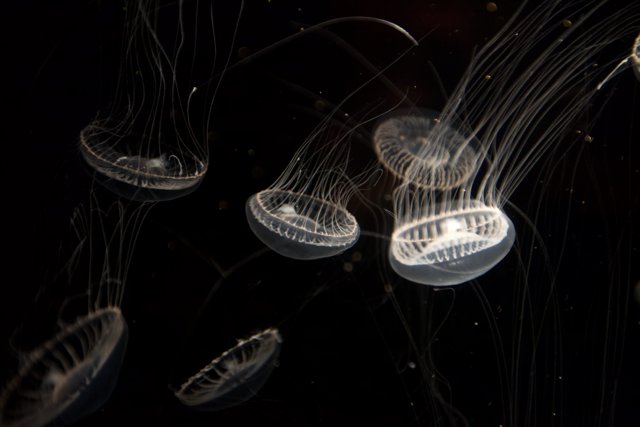 Glowing Jellyfish in the Dark Waters