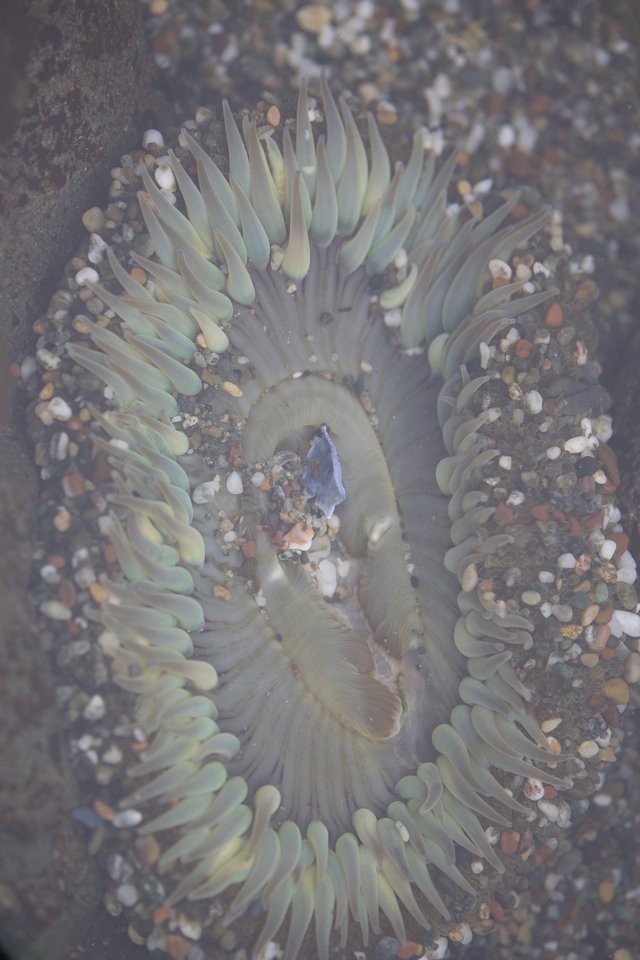 Giant Green Anemone Opens Wide in Tidal Pool