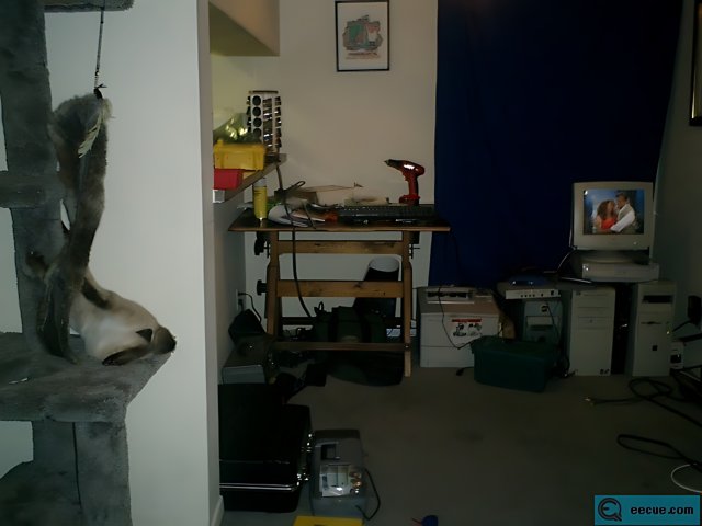 Hanging Cat in a Room with Electronics and Art