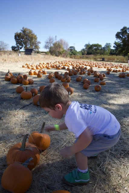 The Great Pumpkin Hunt