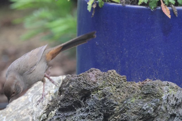 Nuthatch Foraging on Textured Rock by Blue Planter