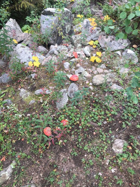Red Mushrooms and Rock Garden