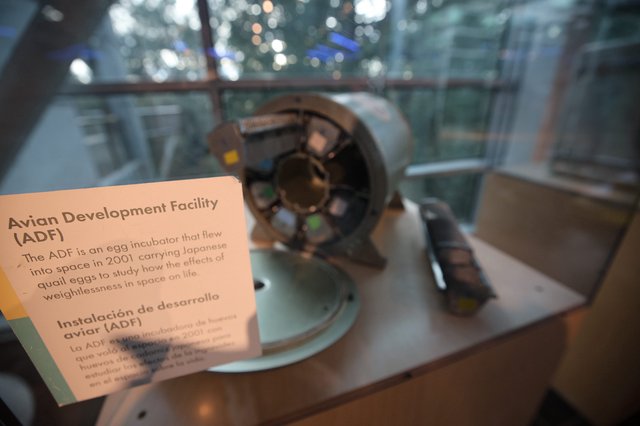 Avian Development Facility Space Egg Incubator Exhibit