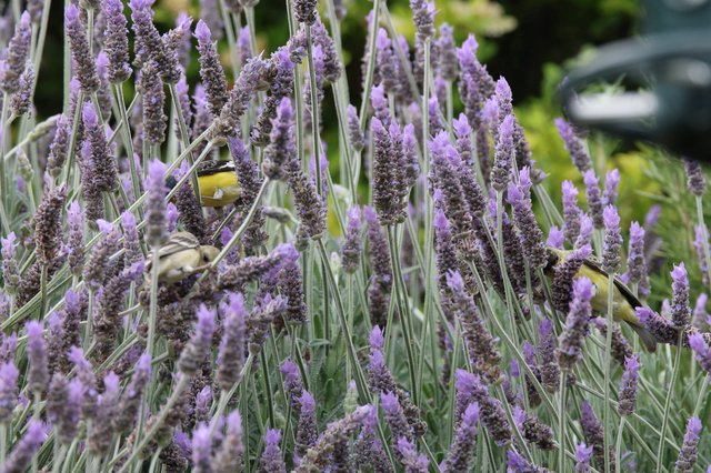Goldfinches Feeding Among Purple Lavender Blooms