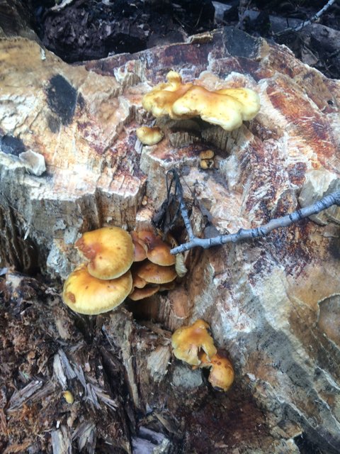 The Fungal Feast