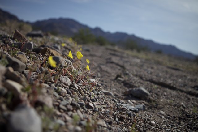 Lone Yellow Bloom Amongst the Rocks
