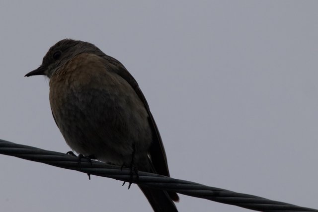 Perched on the Wire