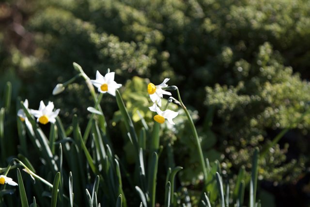 Dazzling Daffodils in the Garden