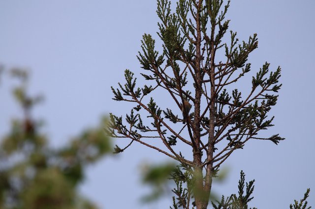 Small Bird Perched Among Sparse Conifer Branches
