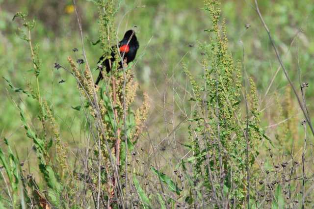Red-Winged Blackbird Perched in Wetland Grasses