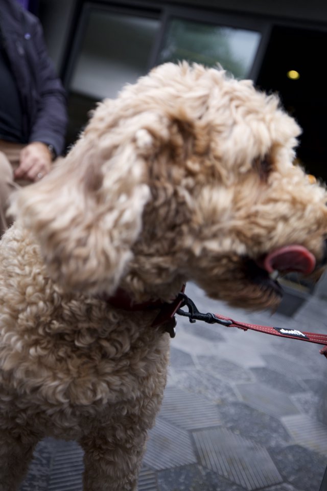 Curly-Haired Dog on Leash in Urban Setting