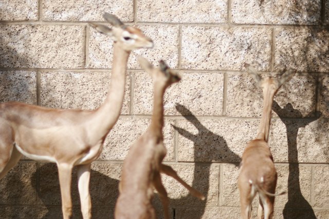 Gazelles on the Wall