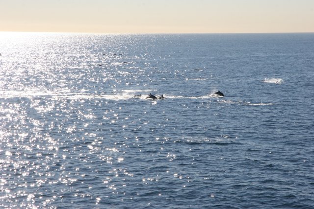Pod of Dolphins Leaping in the Sea