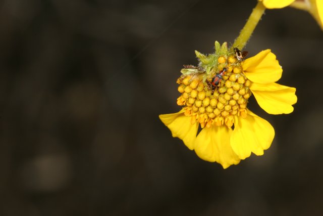 Busy Bee on a Sunny Daisy