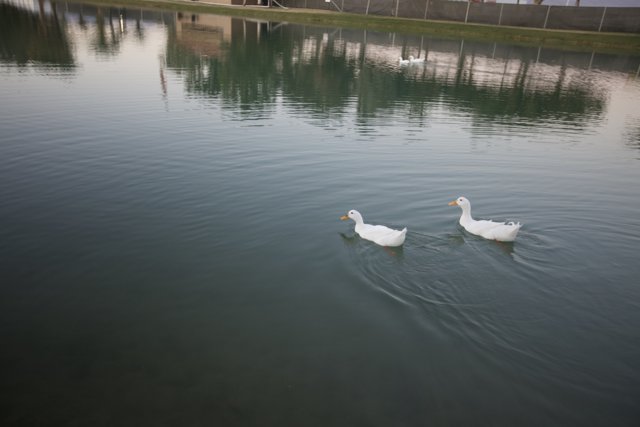Ducks Enjoying a Peaceful Swim in the Lake