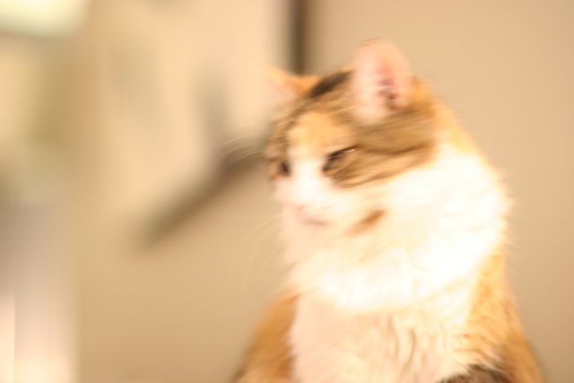 Feline Blur