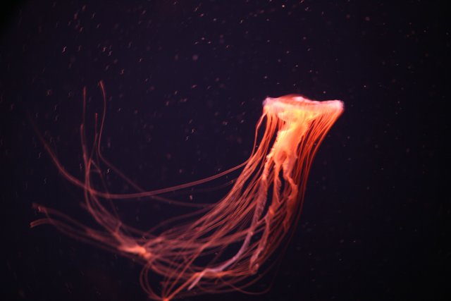 Bioluminescent Jellyfish in the Dark