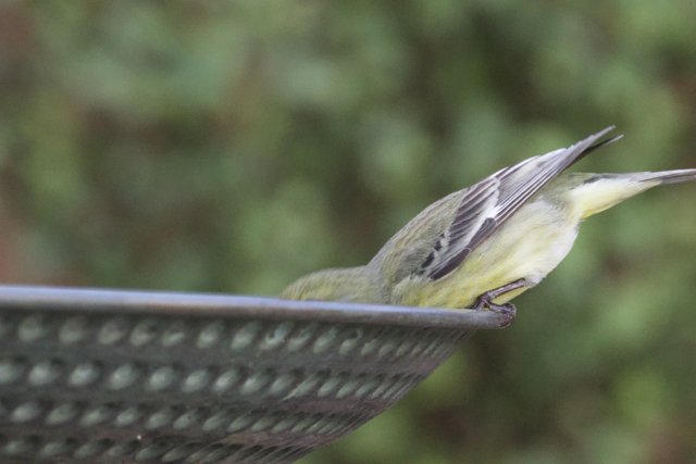 Curious Finch at the Feeder