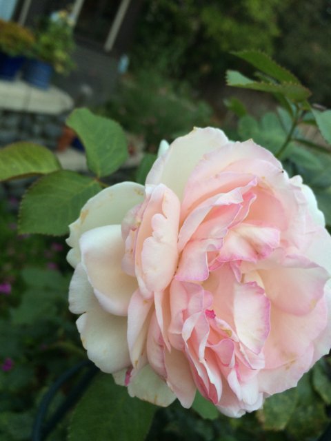 Pink Rose in Altadena Garden