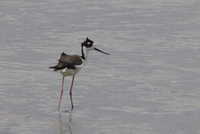 Tranquil Wader in San Pablo Bay