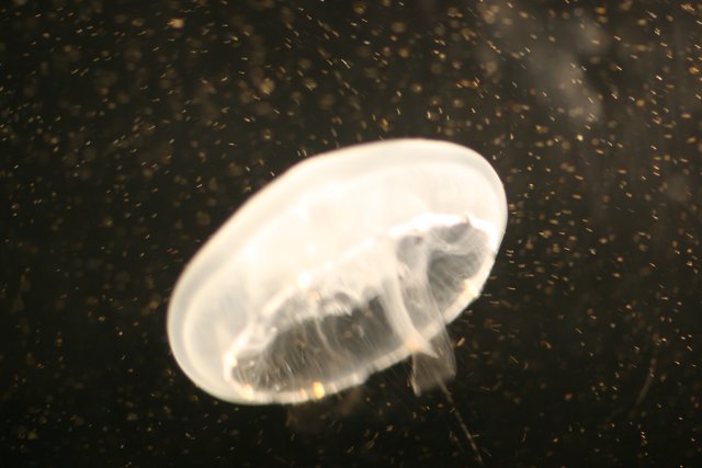 Serene Jellyfish