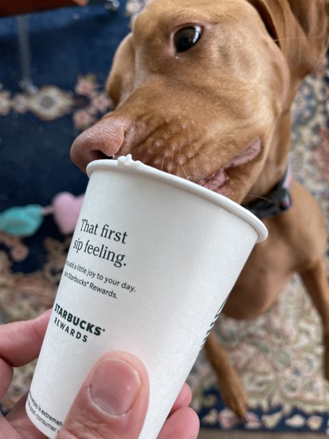 Canine Coffee Companion