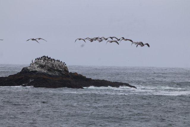 Pelicans in Flight Over Rocky Pacific Outcropping