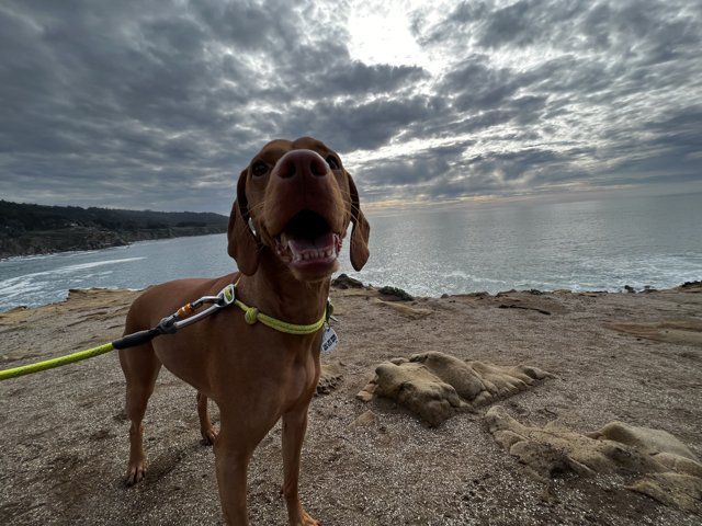 Brave Canine on the Cliff