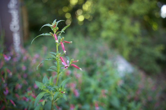 The Lone Bloom: A San Francisco Sojourn