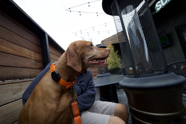 Vizsla Dog Enjoying Outdoor Patio Dining Experience