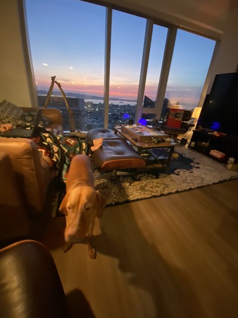 Furry Watchdog in a Penthouse Living Room