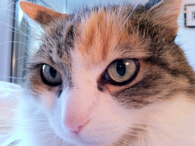 Blue-Eyed Cat Close-up